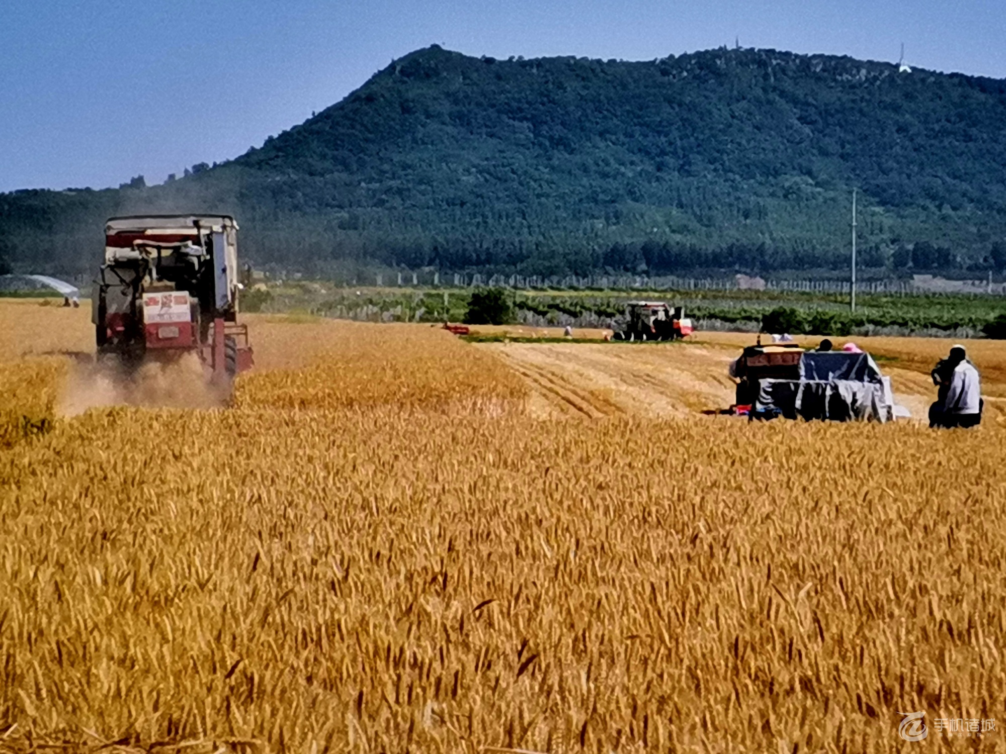 今年小麦又是一个大丰收